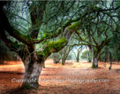 This is the back yard of the Cherry Block Cottage of the Sebastiani family in Sonoma California.