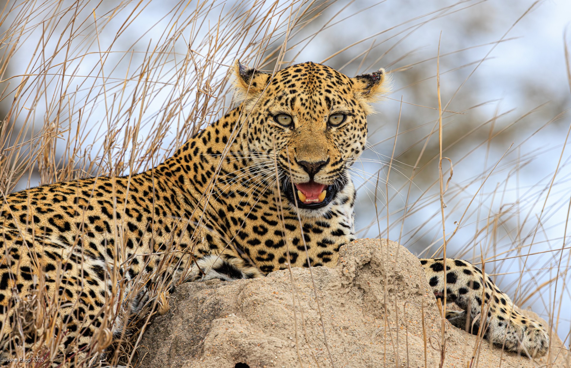 0b27403a db68 46ca 93d0 af851c1a0cf0