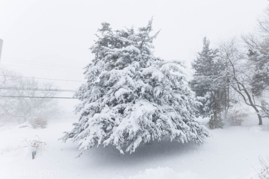 Juniper during storm front of house