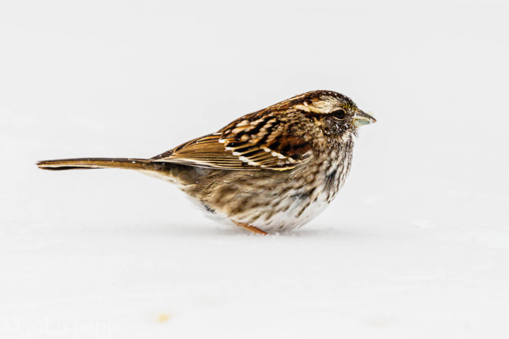 Sparrow puffs feathers to keep warm on deck