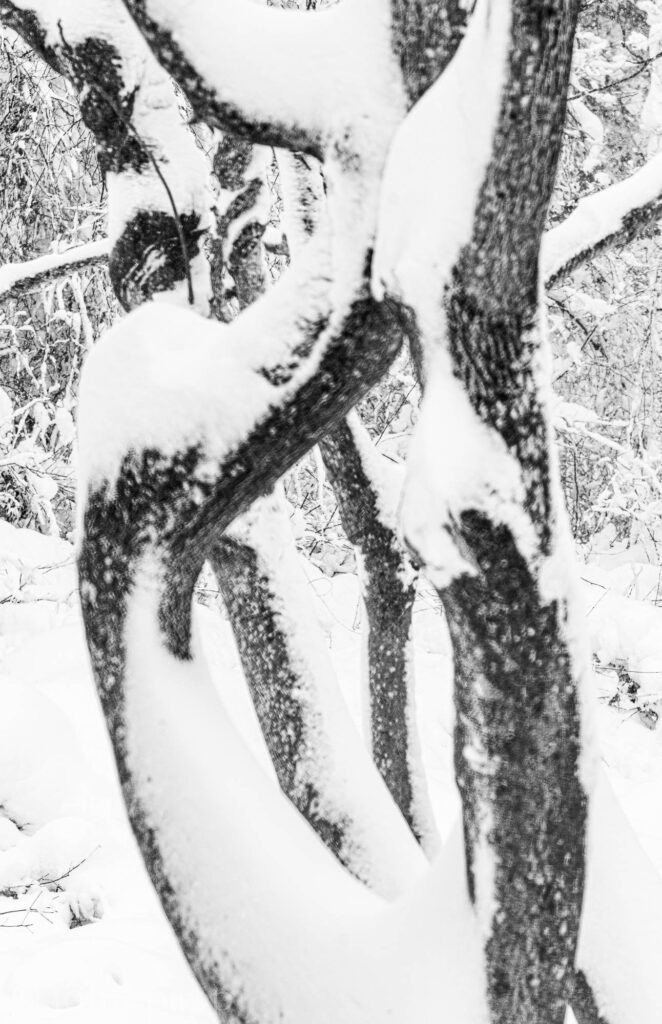 Twisted Tree of Heaven black and white