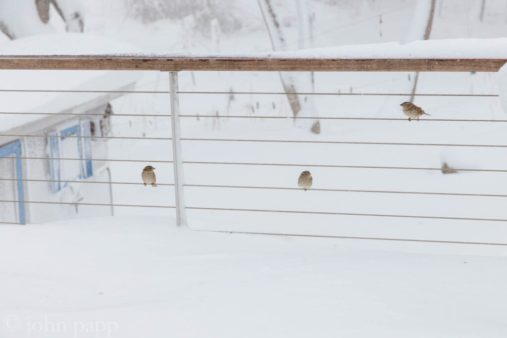 Sparrows perch on deck railing in blizzard