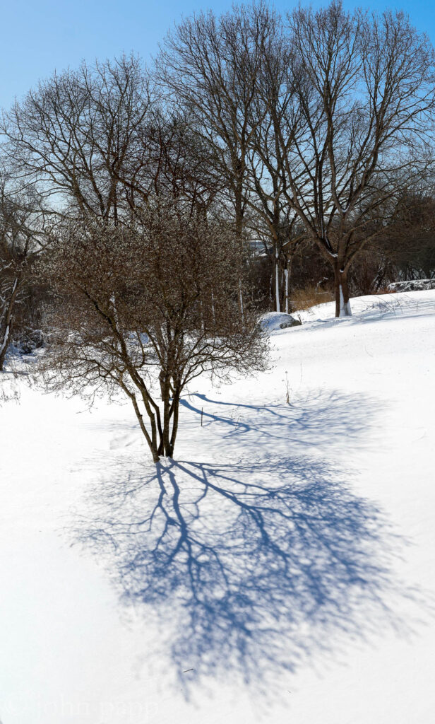 Tree casts shadow in snow