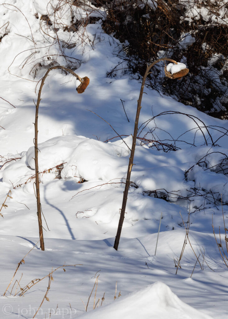 Last summers Sunflowers in snow still standing after blizzard