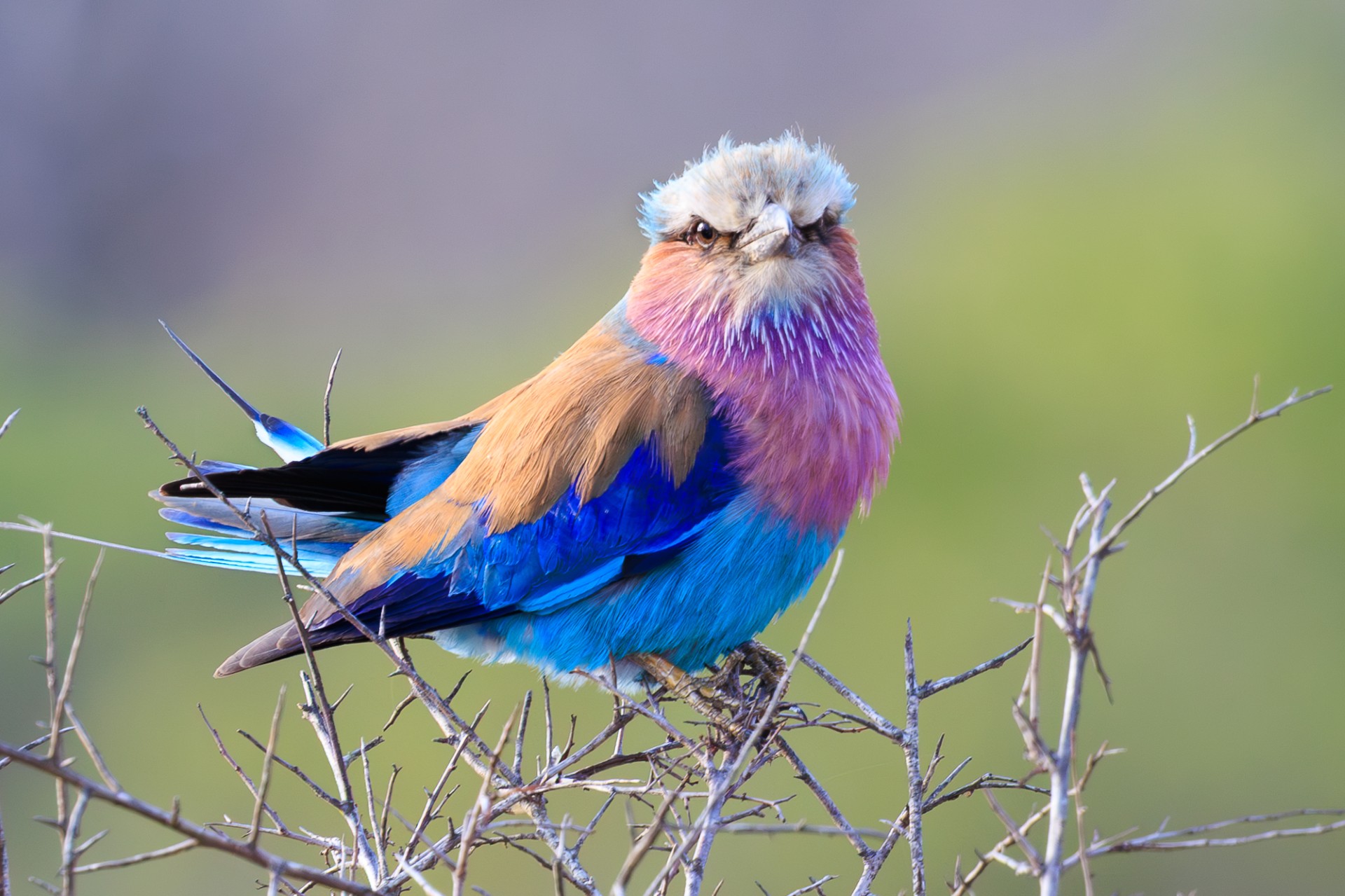 94f70915 a79f 4c47 b703 3e0b1150d087